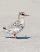 Least Tern Chick