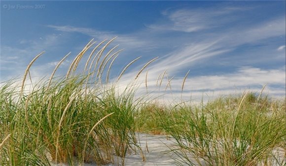 Beachgrass