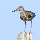 Willet sandpiper standing on post