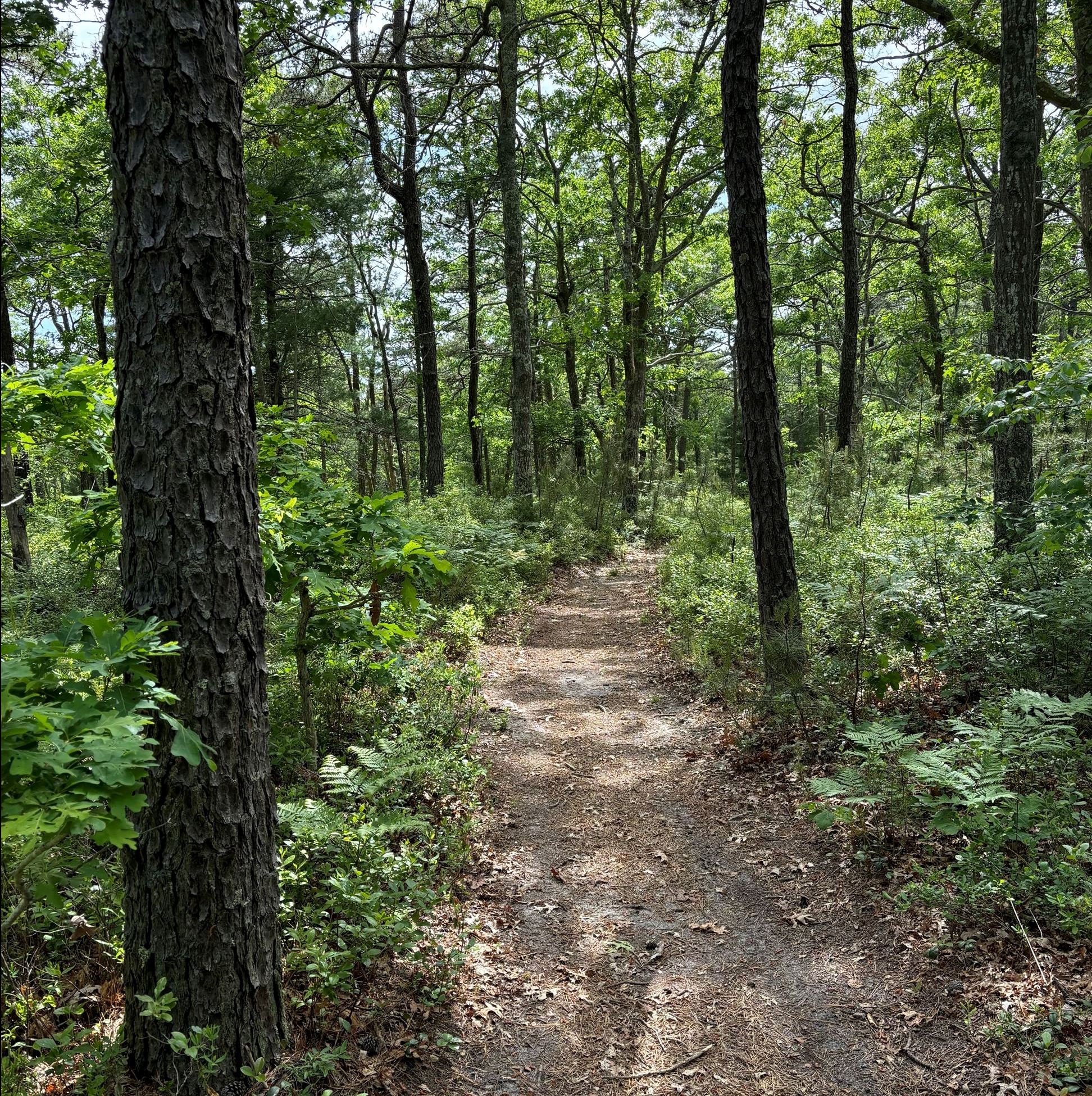 A wooded trail flanked by pine trees