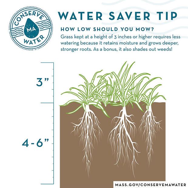 how low should you mow