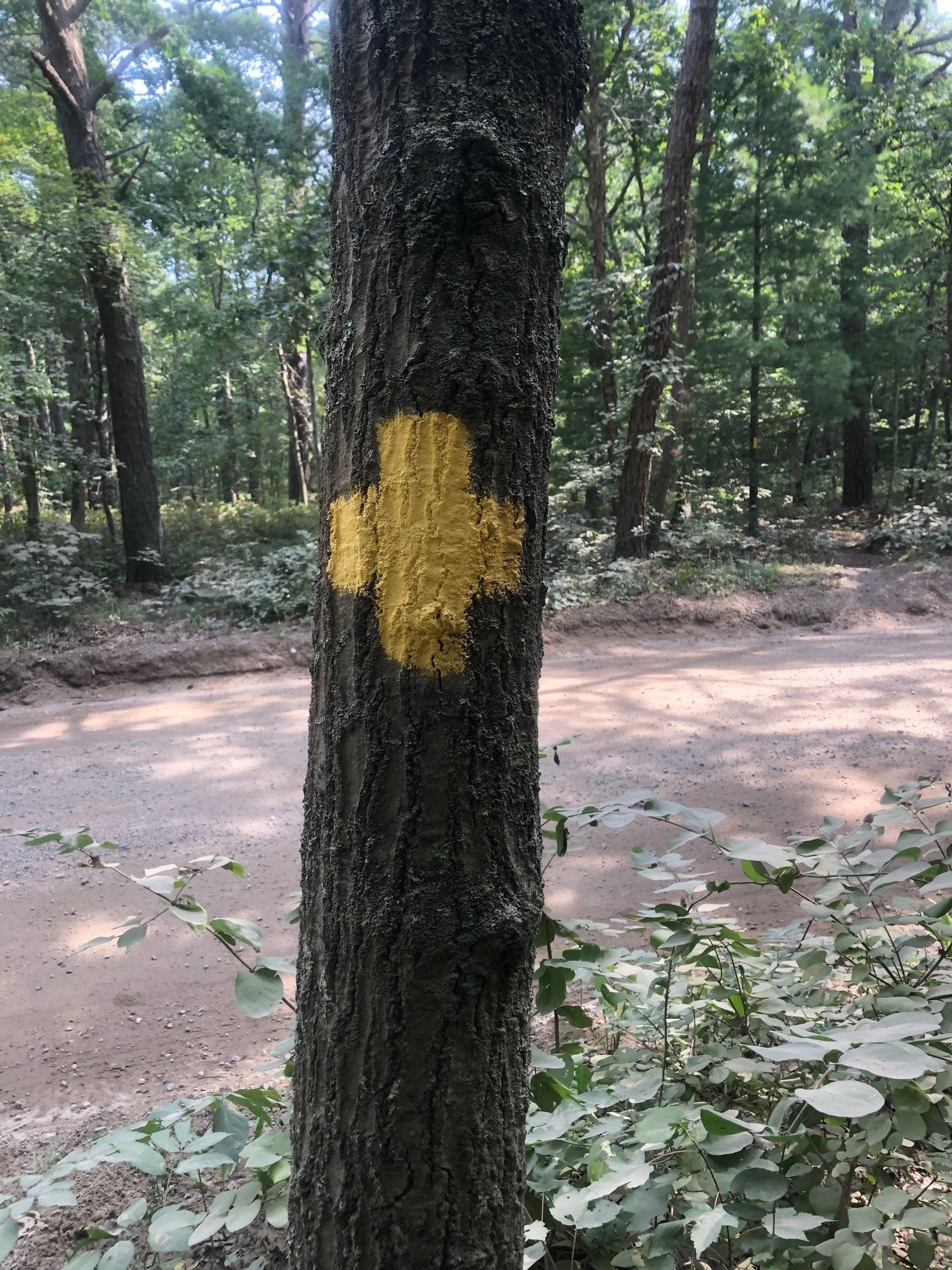 Picture of a trail blazer indicating a road crossing.