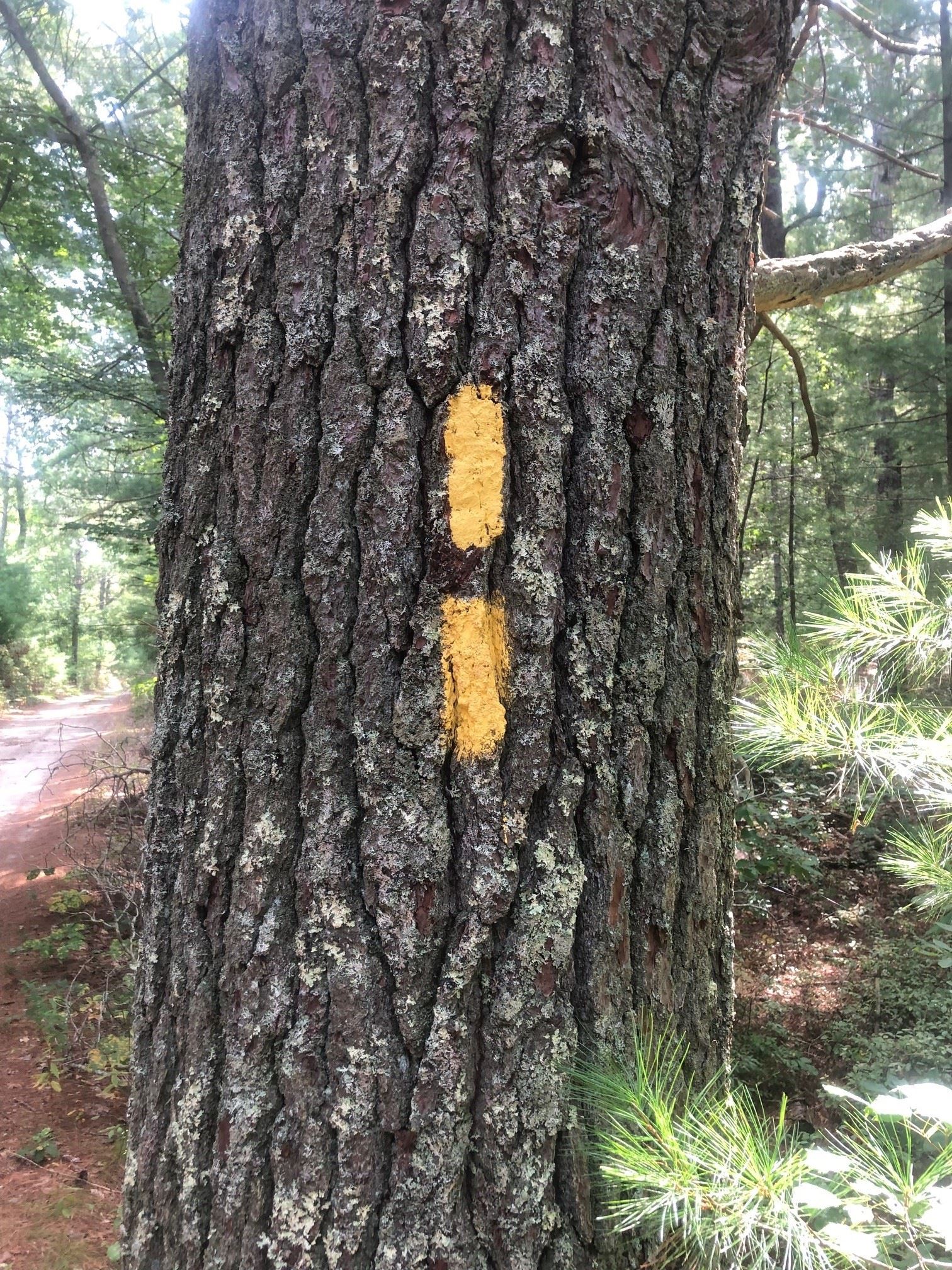 Picture of a trail blazer indicating a trail junction