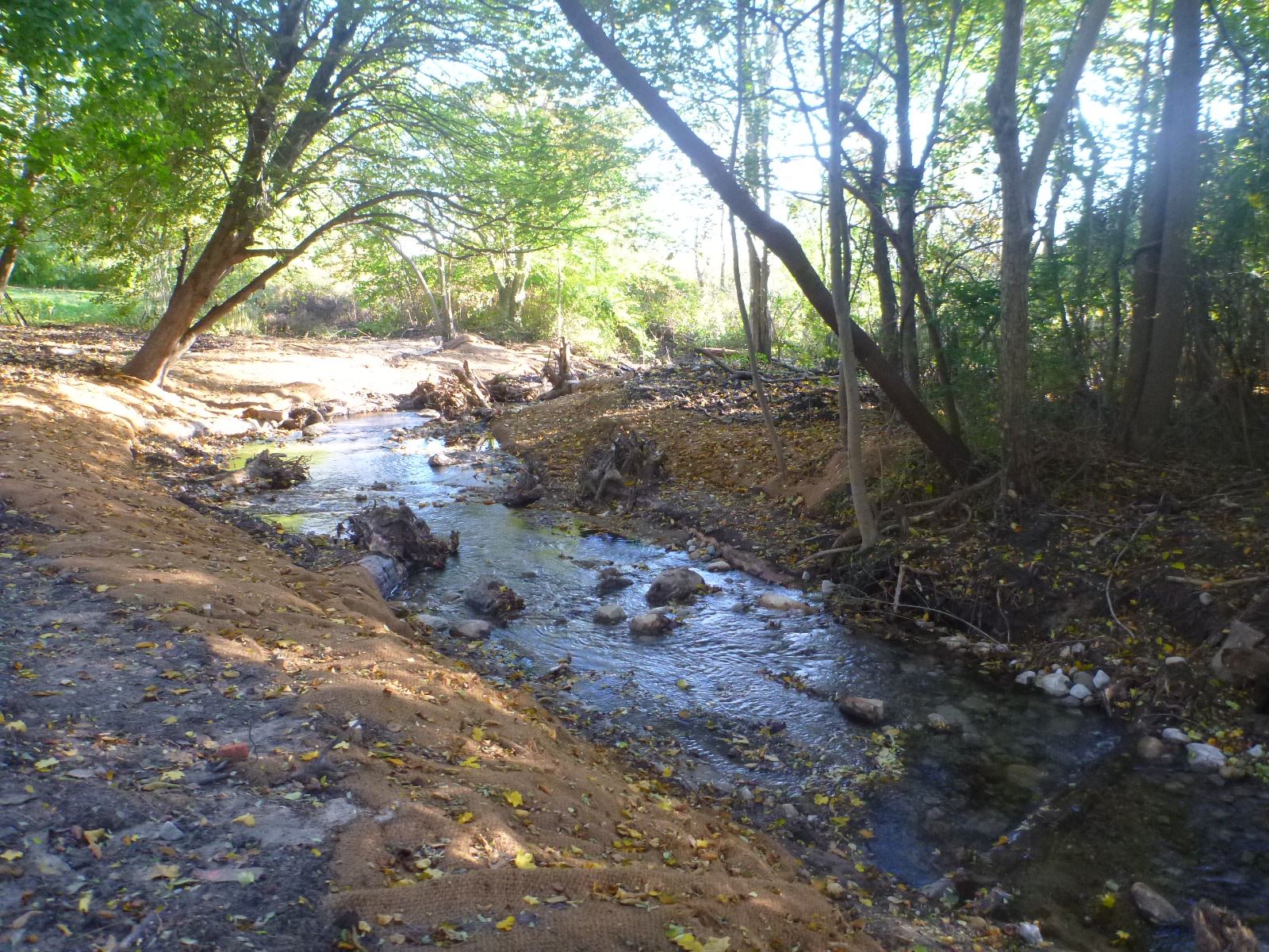 Wooded brook