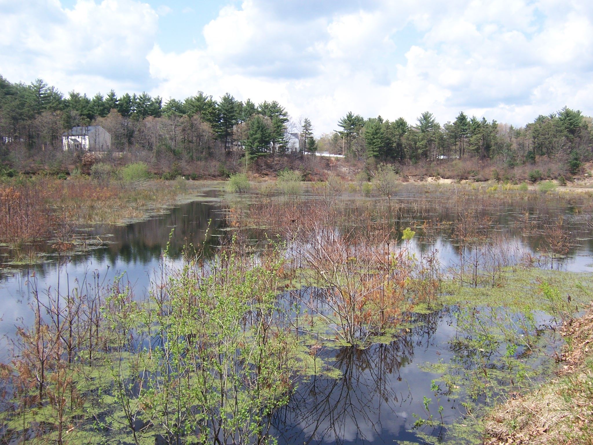 Clear Pond bog post-construction